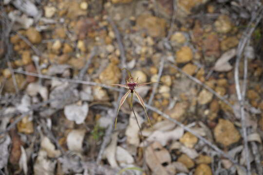 Imagem de Caladenia brownii Hopper