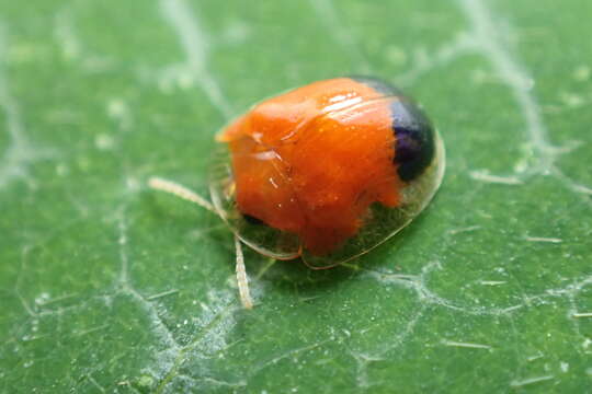 Image of Charidotella (Charidotella) praeusta (Boheman 1855)