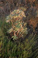 Image of Euphorbia nicaeensis All.