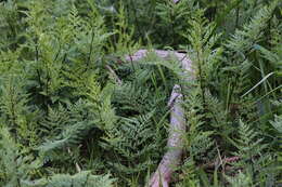 Image of Cheilanthes austrotenuifolia H. M. Quirk & T. C. Chambers