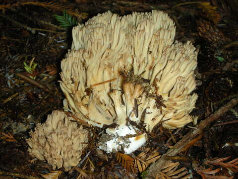 Image de Ramaria acrisiccescens Marr & D. E. Stuntz 1974