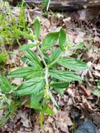 Слика од Lithospermum tuberosum Rugel ex A. DC.