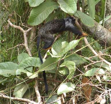 Image of Golden-handed Tamarin