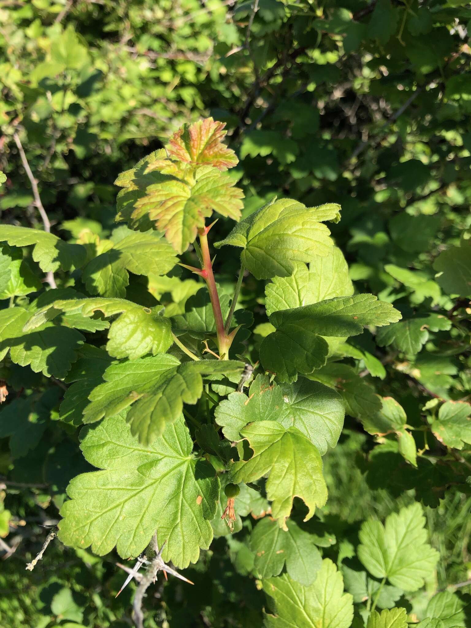 Image of spreading gooseberry