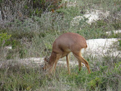 Image of Raphicerus campestris campestris (Thunberg 1811)