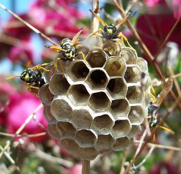 Plancia ëd Polistes dominula (Christ 1791)