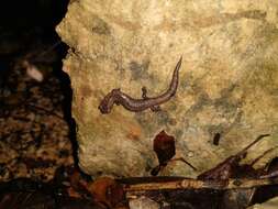 Image of Yucatan Mushroomtongue Salamander