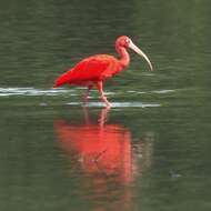 Image of Scarlet Ibis