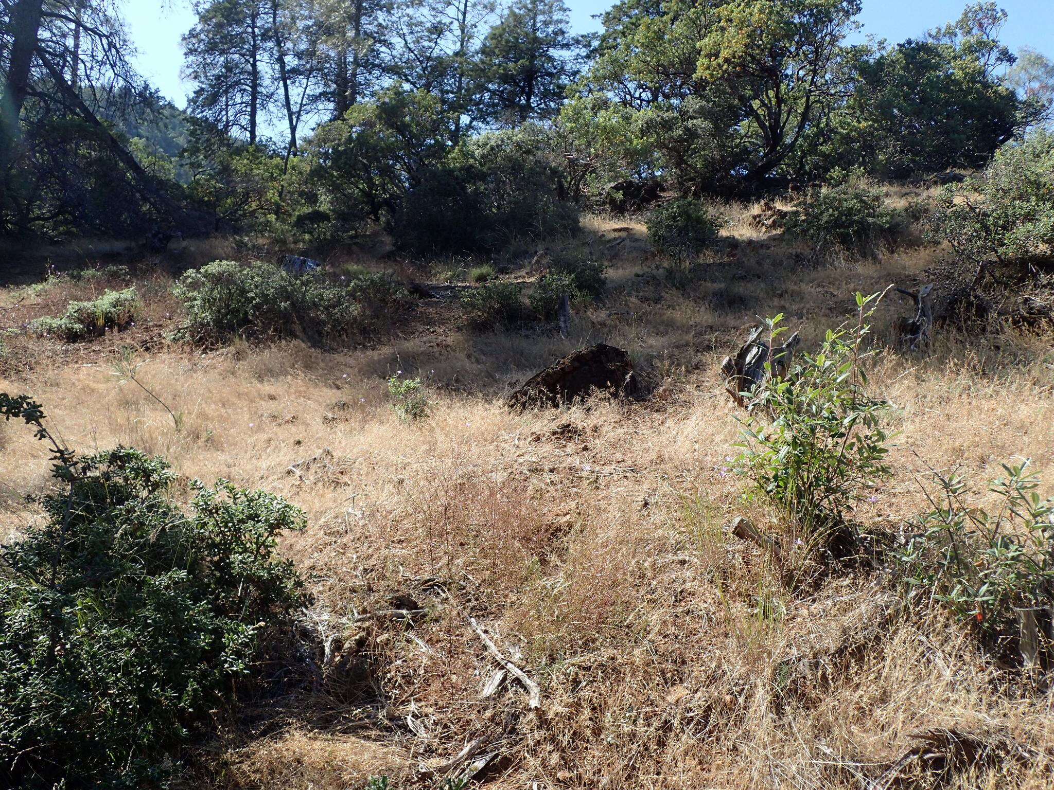 Image of California brodiaea