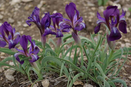 Image of Iris timofejewii Woronow