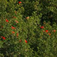 Image of Scarlet Ibis