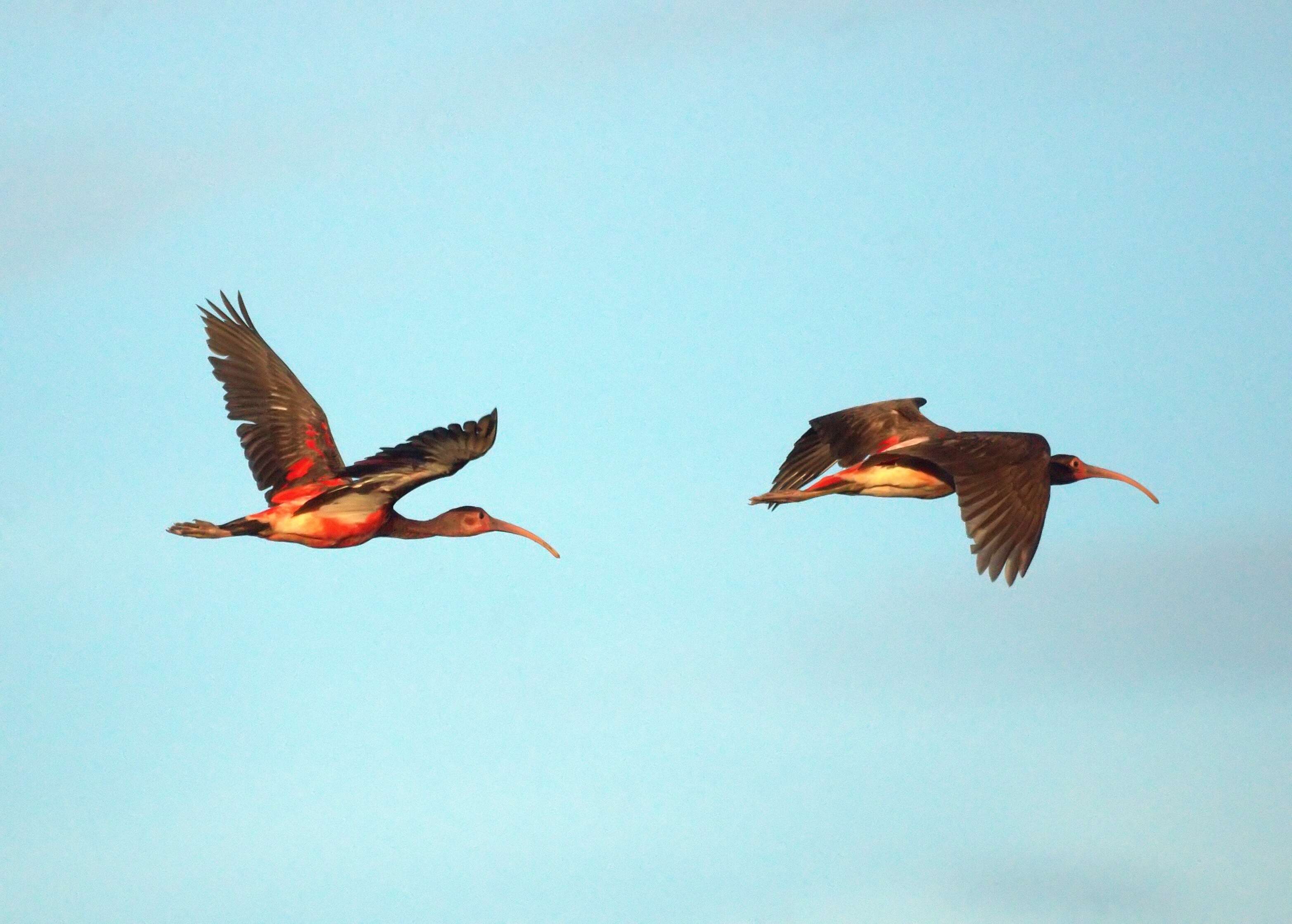 Image of Scarlet Ibis