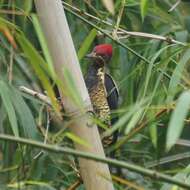 Image of Lineated Woodpecker