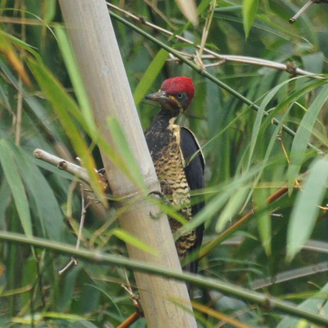 Imagem de Pica-pau-de-banda-branca