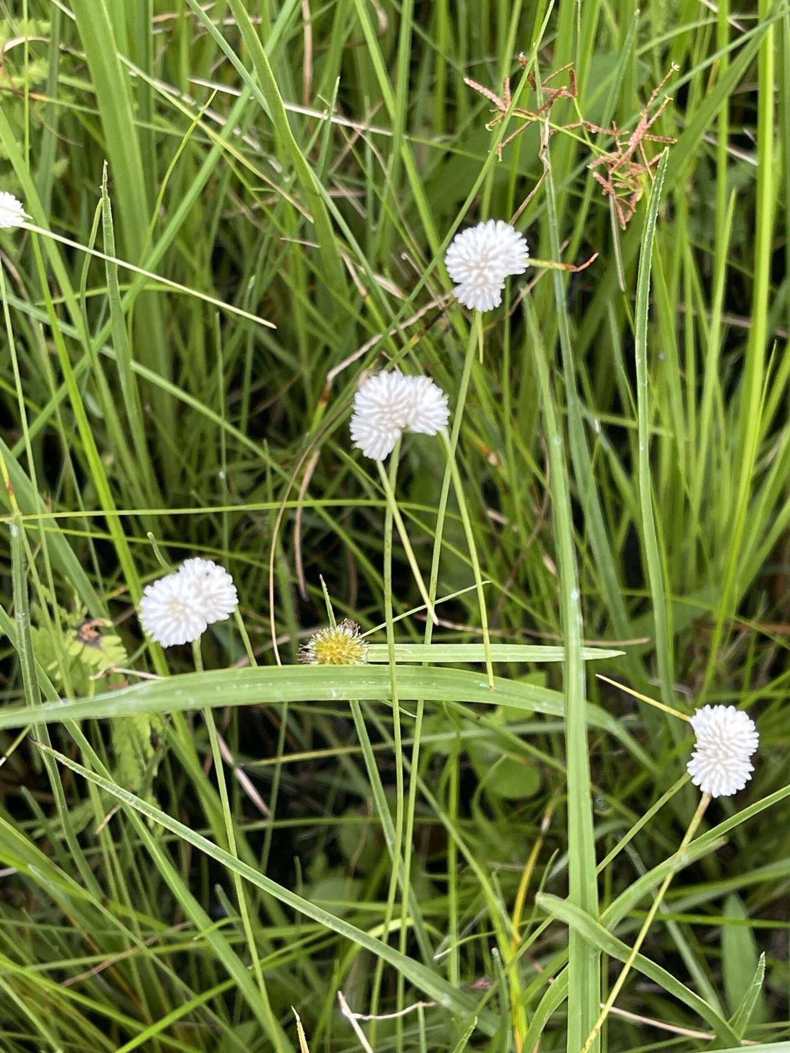 Image of Cyperus ascocapensis Bauters