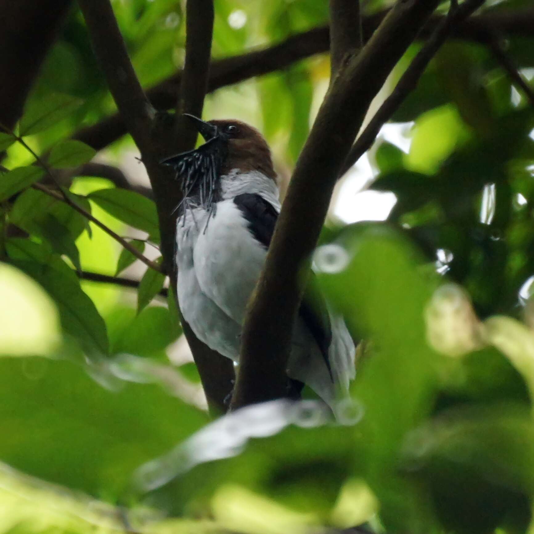 Image de Araponga barbu