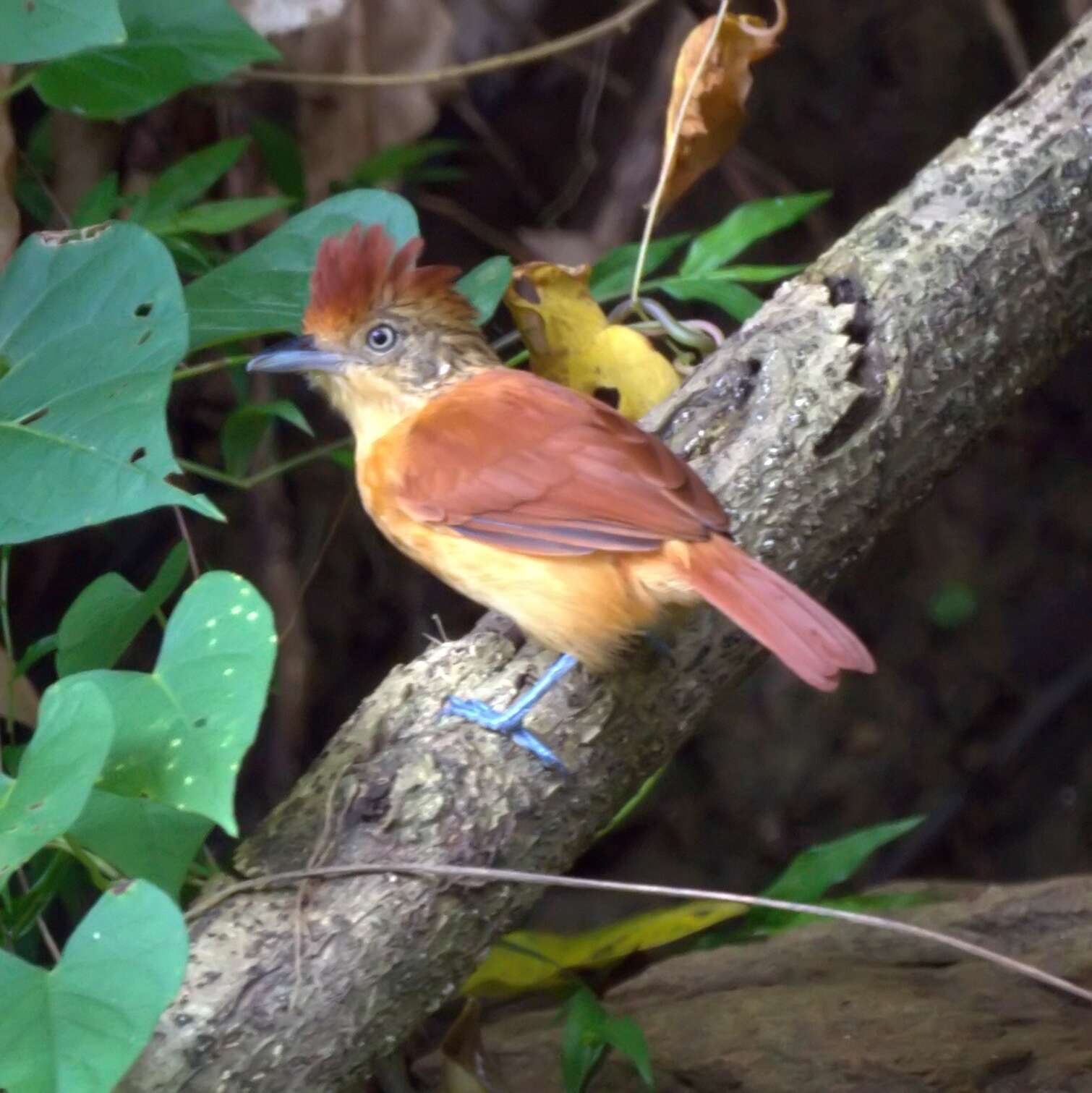 Image of Barred Antshrike