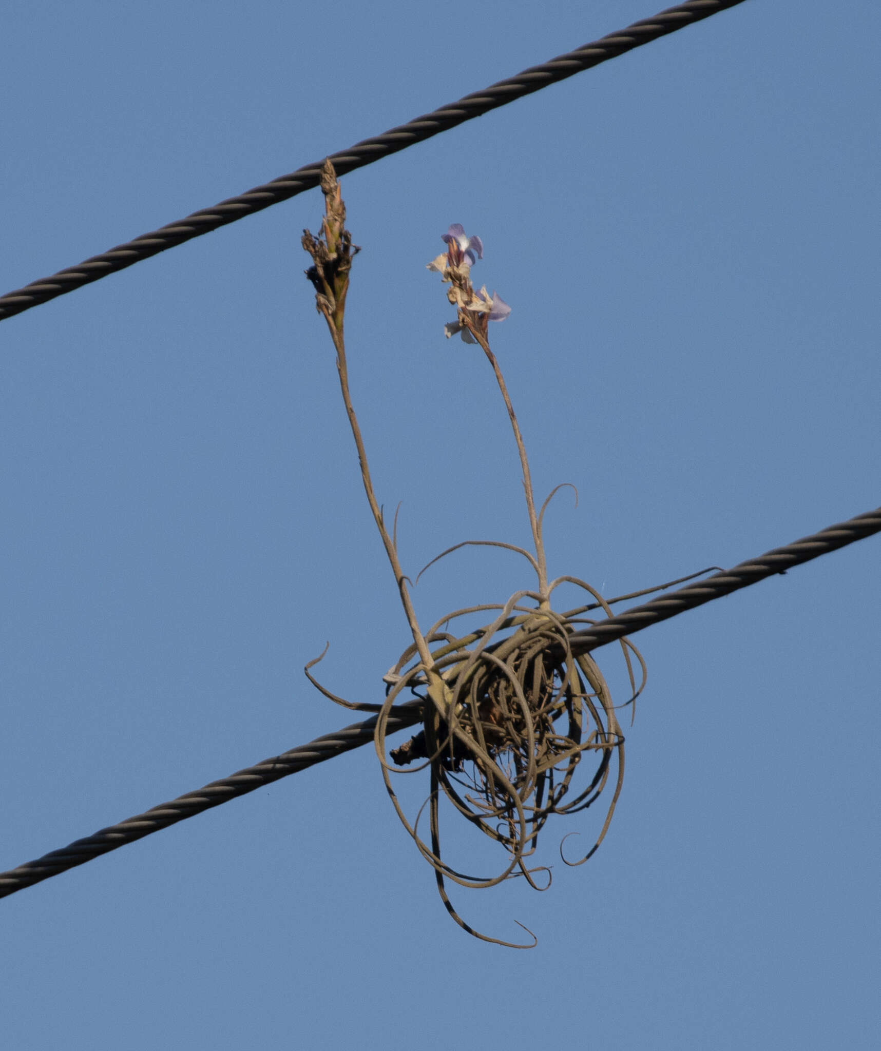 Image of Tillandsia streptocarpa Baker