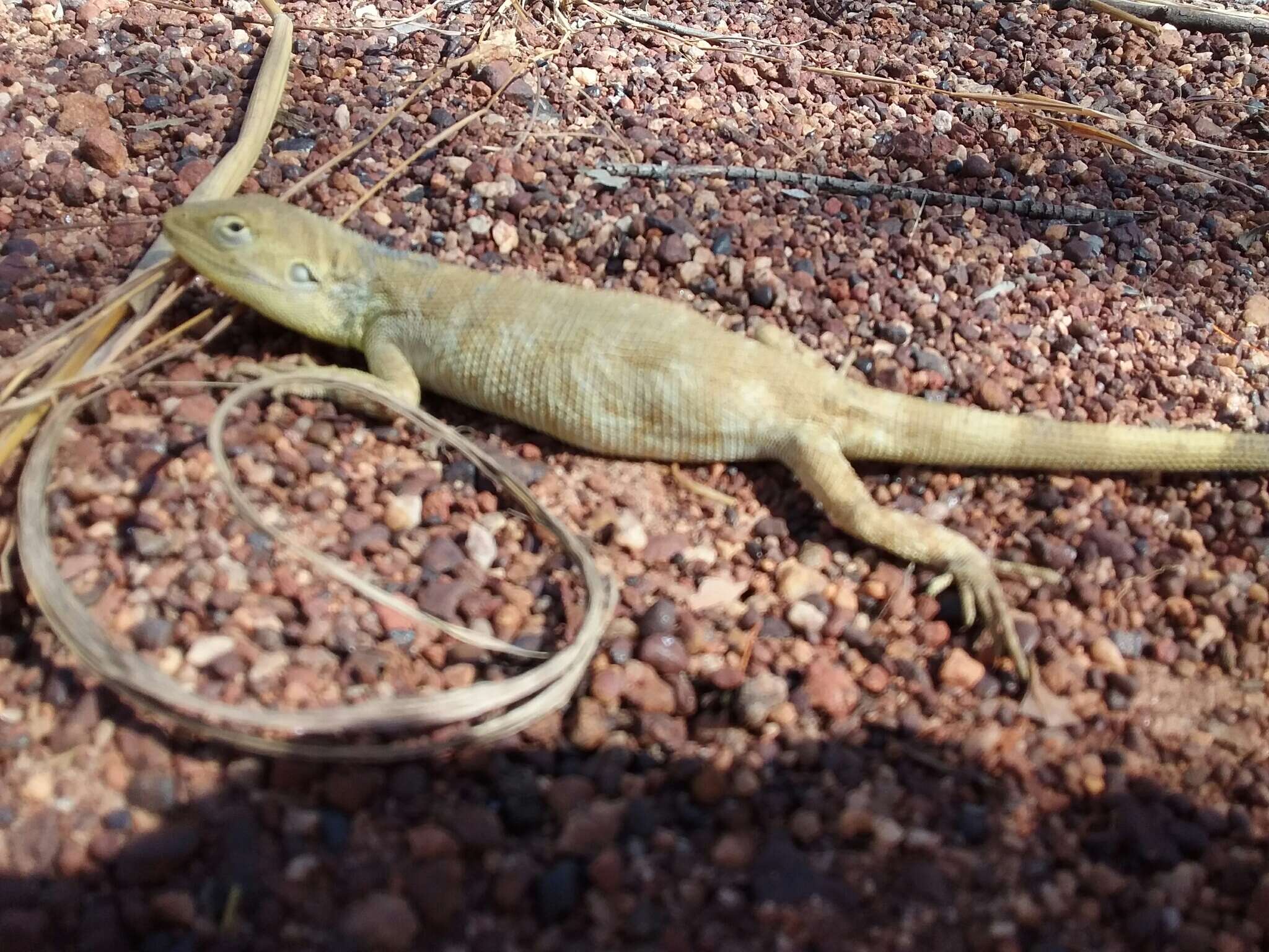 Image of Chameleon Dragon