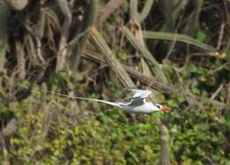 Image of Red-billed Tropicbird