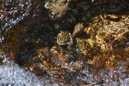 Image of Sierra Nevada Yellow-legged Frog