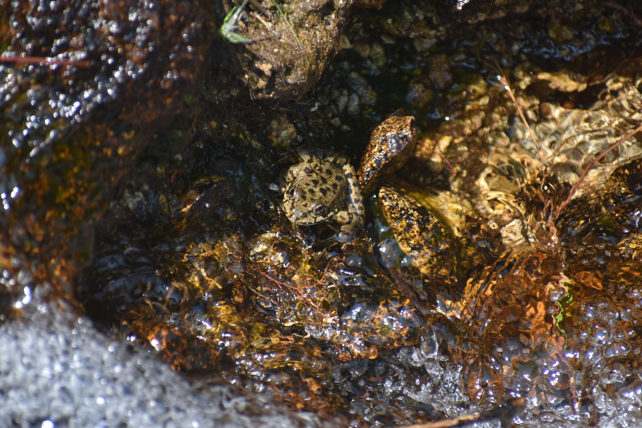 Image of Sierra Nevada Yellow-legged Frog