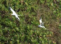 Image of Red-billed Tropicbird