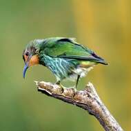 Image of Purple Honeycreeper