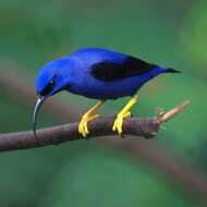 Image of Purple Honeycreeper