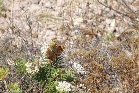 Junonia pacoma的圖片