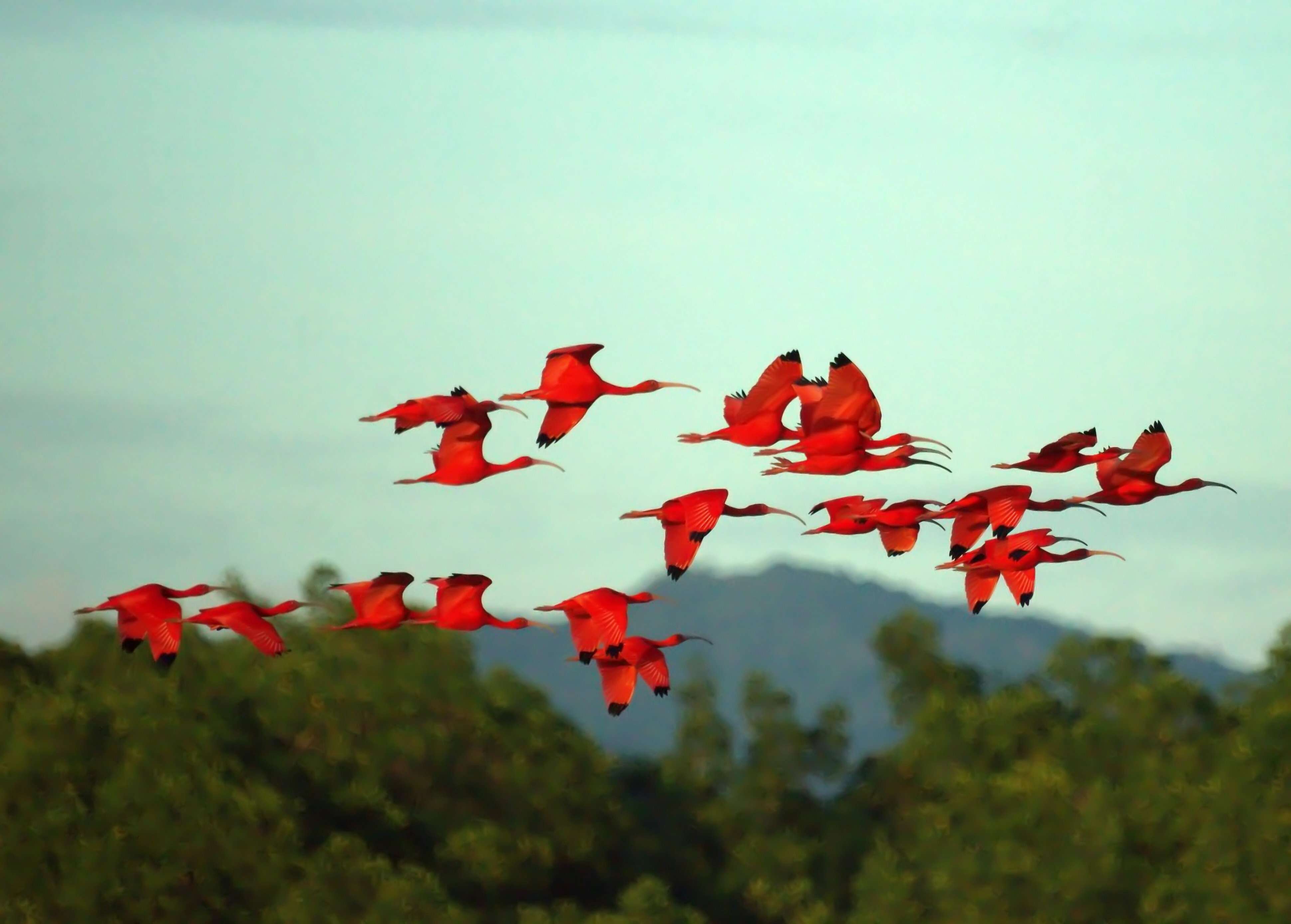 Image of Scarlet Ibis