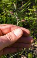 Image of Hesperantha pilosa (L. fil.) Ker Gawl.