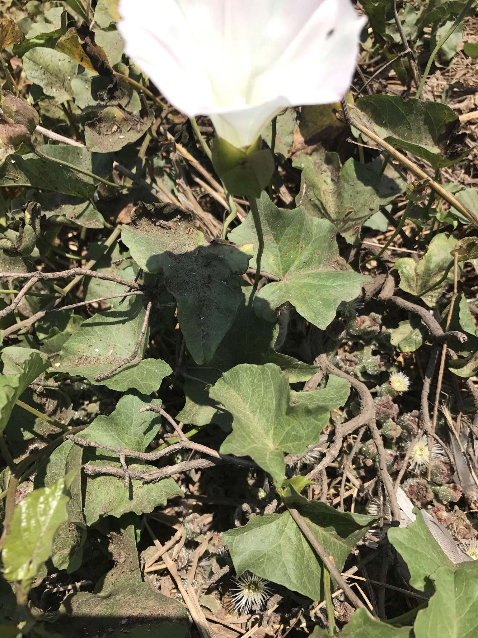 Image of island false bindweed