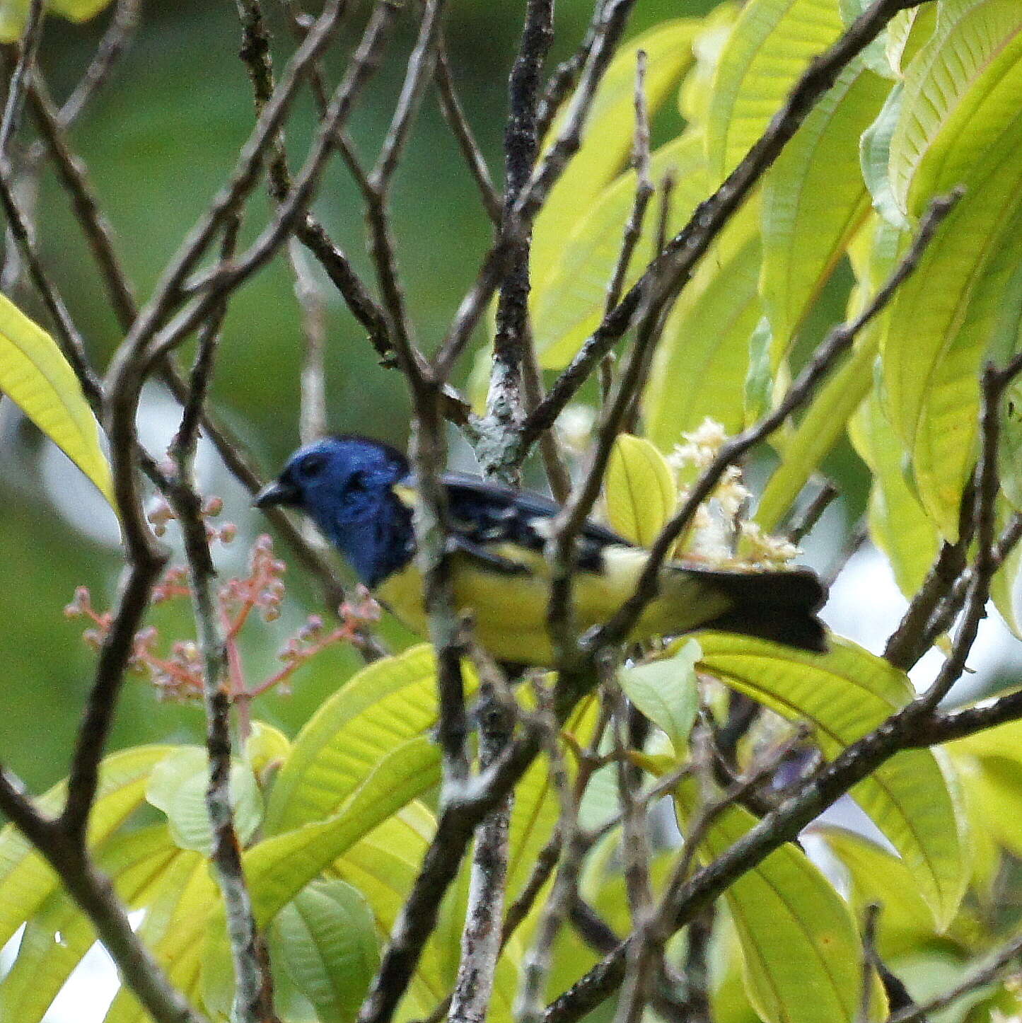 Image of Turquoise Tanager