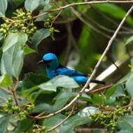 Image of Blue Dacnis