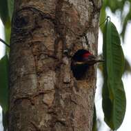 Image of Lineated Woodpecker