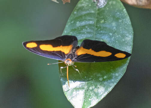 Image de Catonephele antinoe Godart 1823