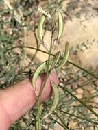 Image of Spring Mountain milkvetch