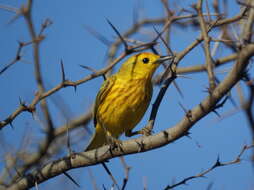 Image of Mangrove Warbler