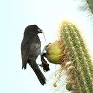 Image of Antillean bullfinches