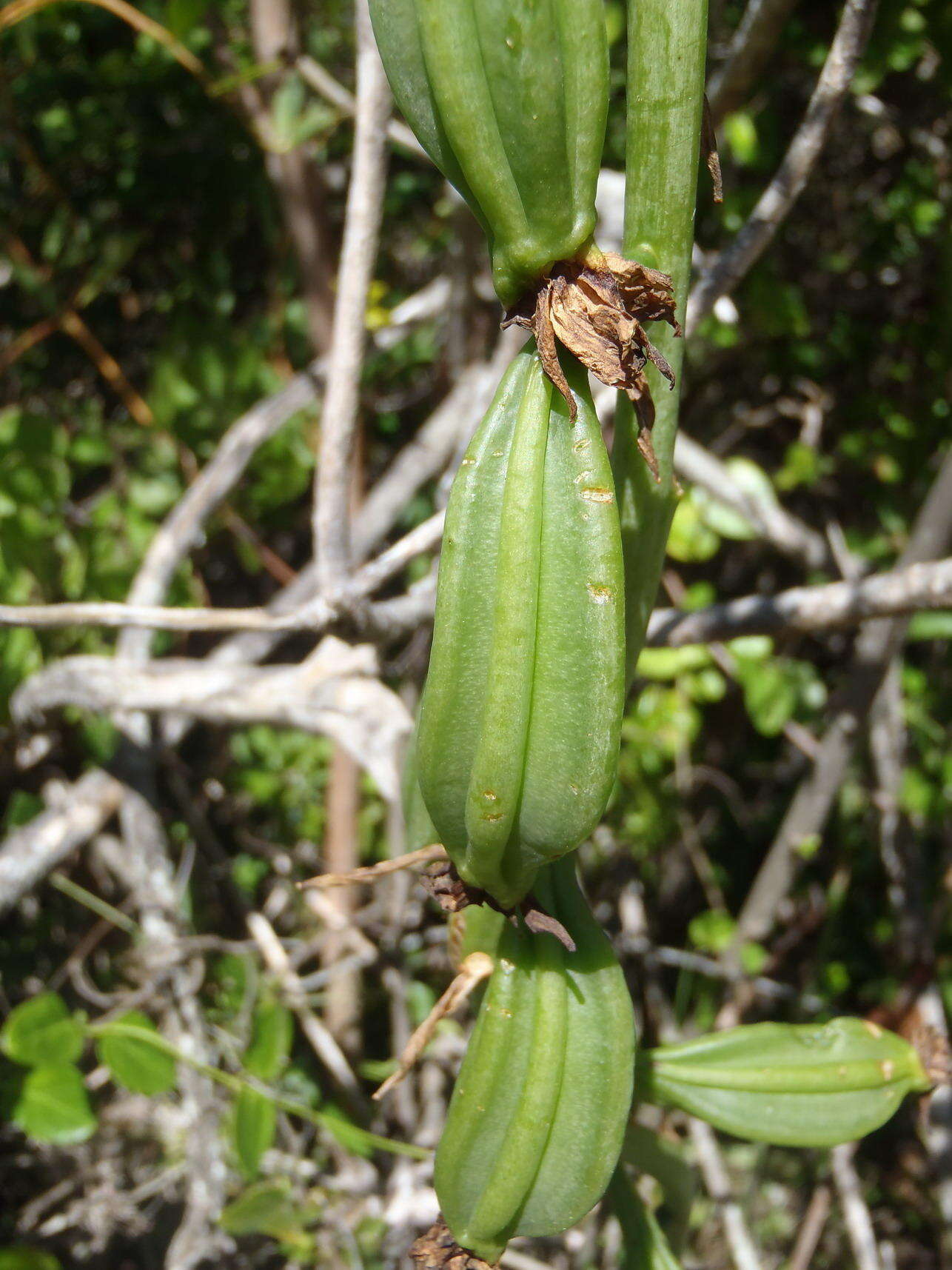 Image de Eulophia speciosa (R. Br.) Bolus