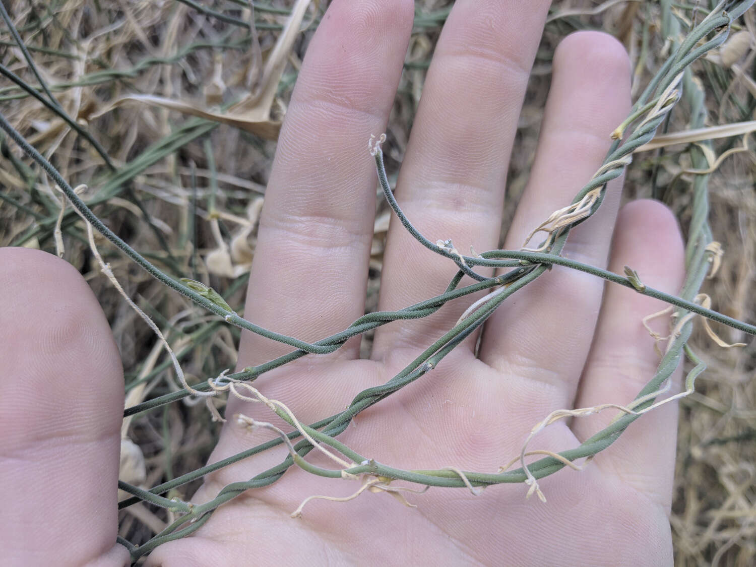 Image of hairy milkweed