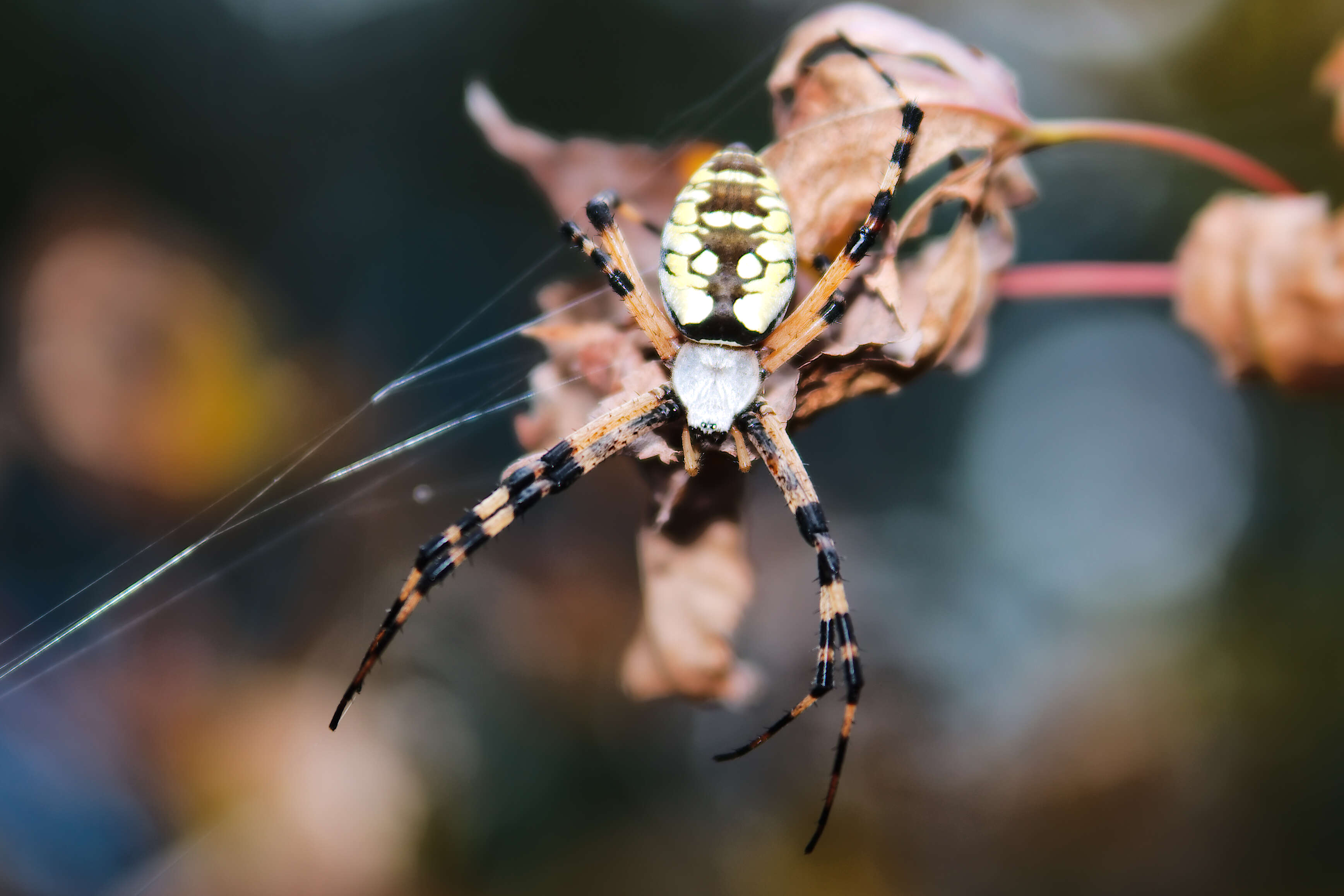 Image of Black-and-Yellow Argiope