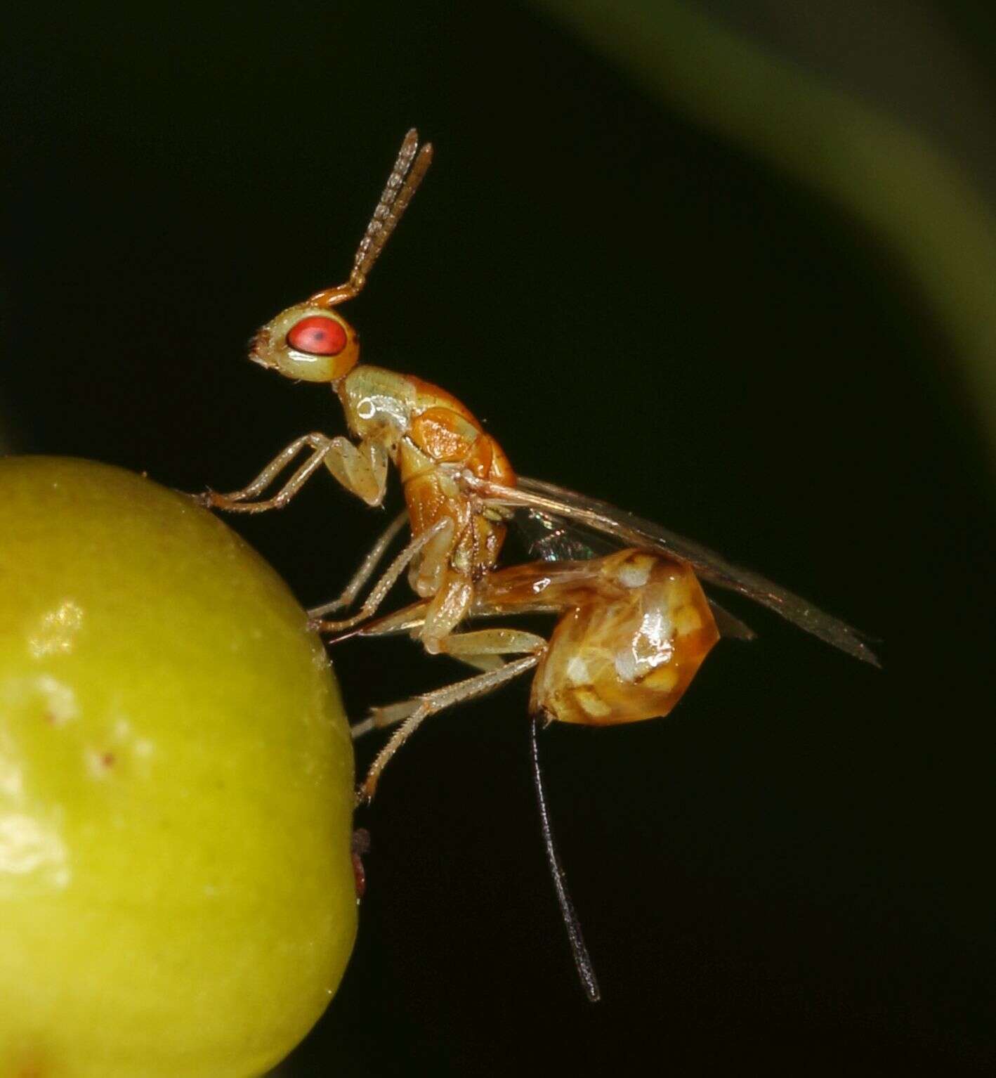 Image of Seed chalcid wasp