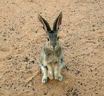 Image of Audubon's Cottontail