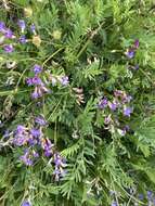 Imagem de Astragalus bourgovii A. Gray