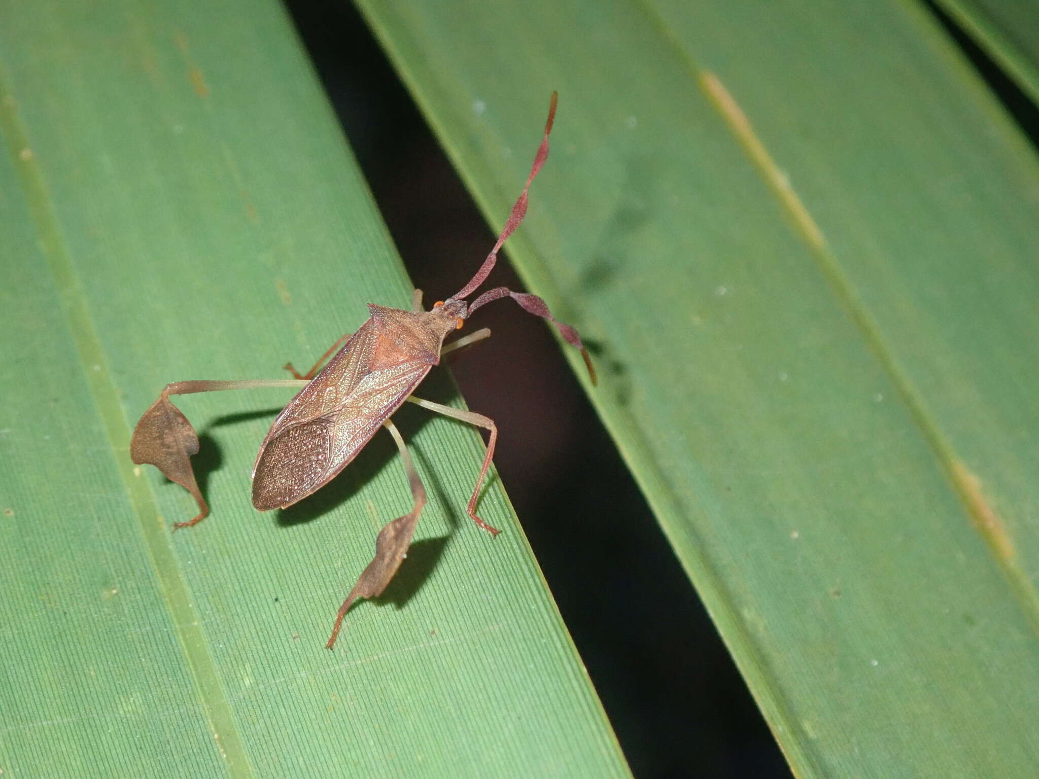 Image of Chondrocera laticornis Laporte 1832