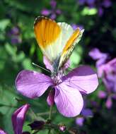 Image of orange tip