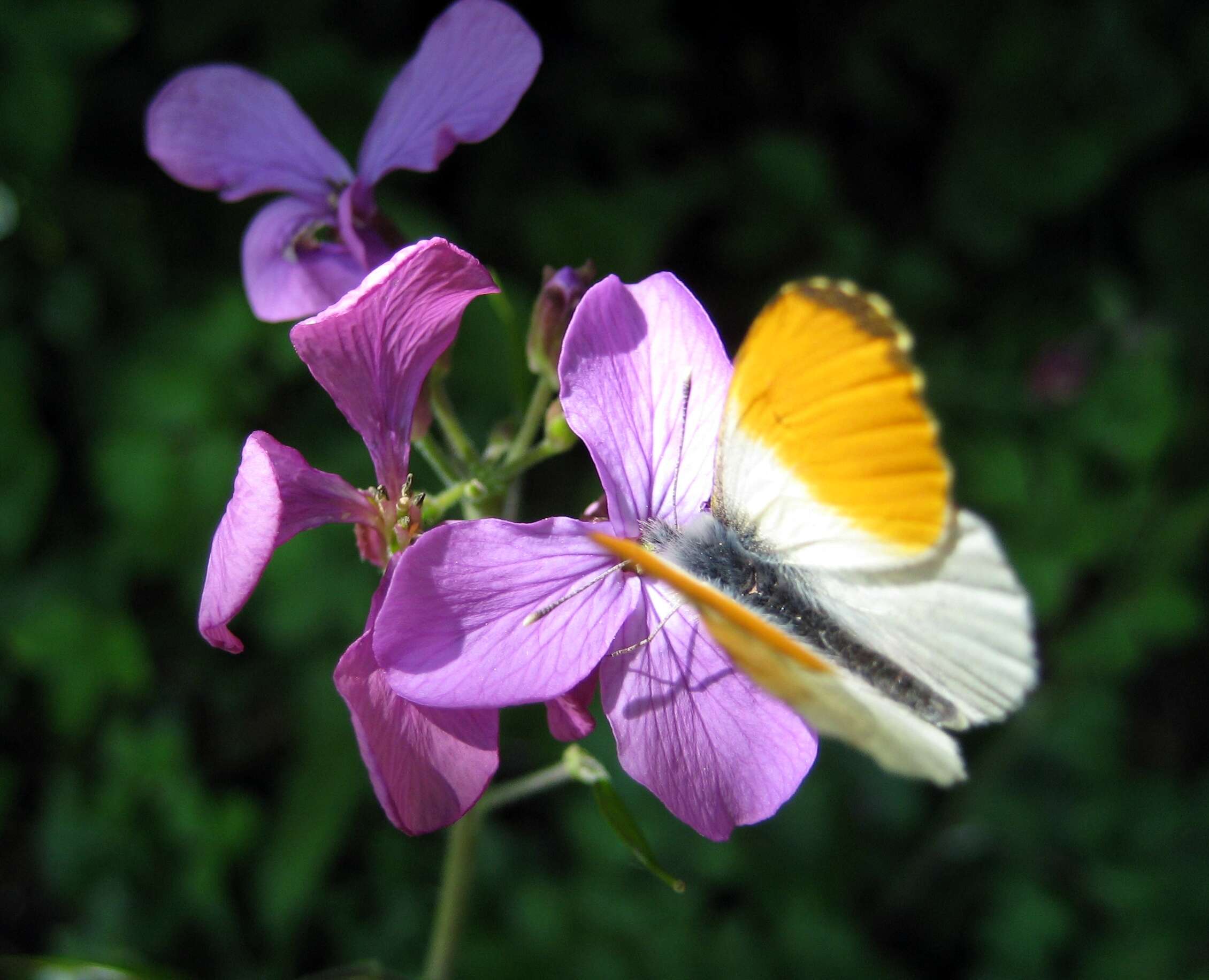 Image of orange tip