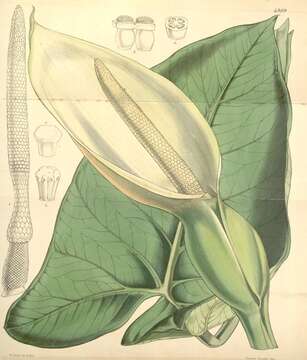 Image of arrowleaf elephant's ear